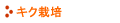 キク栽培