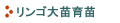 リンゴ大苗育苗