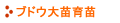 ブドウ根域制限栽培／ブドウ大苗育苗