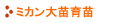 ミカン大苗育苗