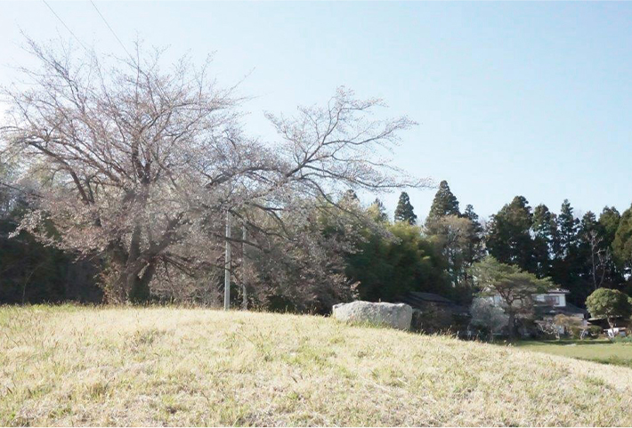 宮城県気仙沼市の古木