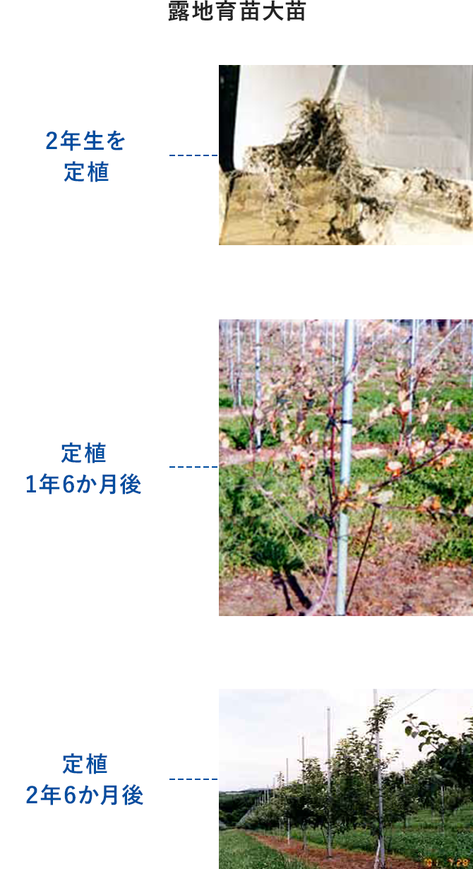 緑化資材｜繊維資材事業部｜グンゼ株式会社