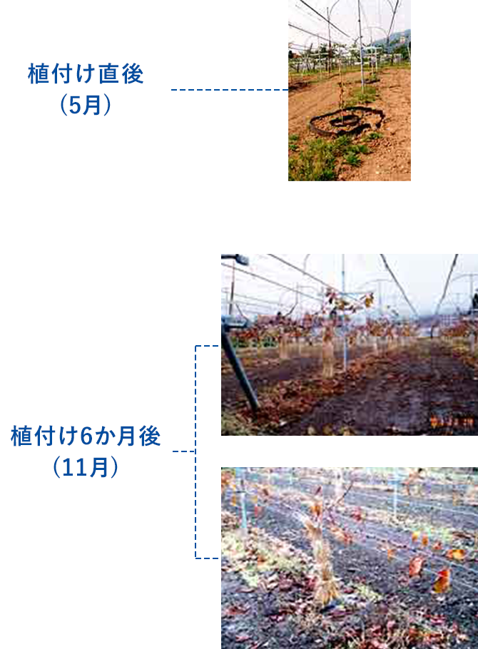 緑化資材｜繊維資材事業部｜グンゼ株式会社