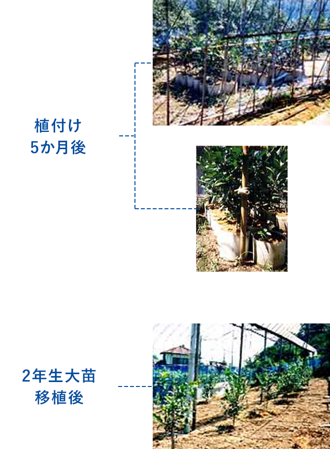 緑化資材｜繊維資材事業部｜グンゼ株式会社
